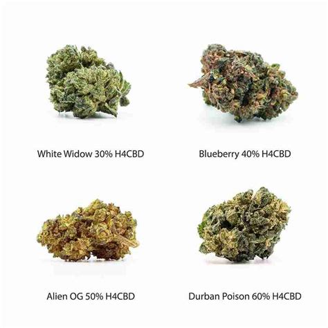 H Cbd Bl Ten Probierset White Widow H Cbd Blueberry H Cbd