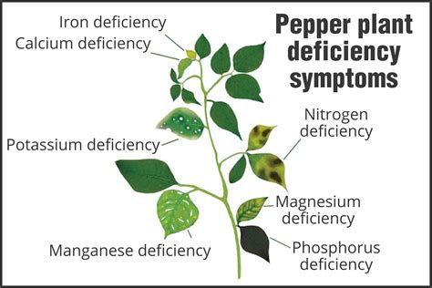 Nutrients And Deficiencies For Your Pepper Plant Westlandpeppers