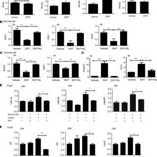 Androgen Regulated The BMP Related Gene Expression In Intestinal