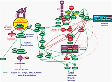 Roles Of The Raf Mek Erk And Pi K Pten Akt Mtor Pathways In Controlling