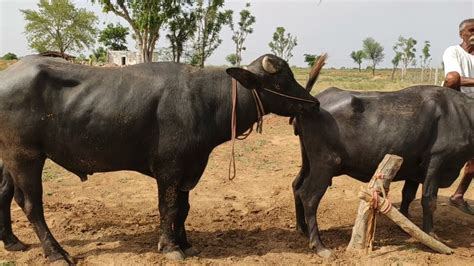 Cow Bull Or Buffalo Mating Village Video Youtube