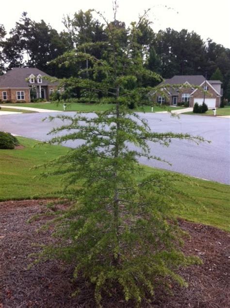 Deodar Cedar – Growing Differently | Walter Reeves: The Georgia Gardener