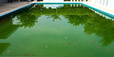 Como Tirar O Verde Da Piscina