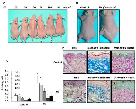 Ijms Free Full Text Protective Effect Of Octylmethoxycinnamate