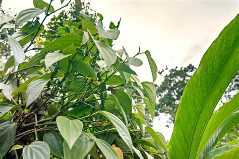 Como Plantar Pimenta Do Reino Em Vasos Veja Um Passo A Passo Portal