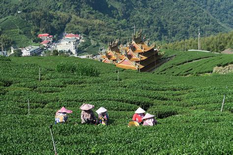 【嘉義產業參觀】竹崎石棹阿里山十三製茶茶葉製作參訪 Nice拔拔旅遊趣