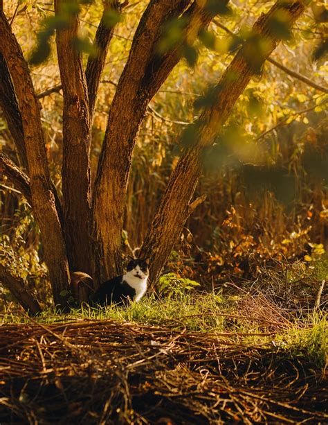 Imagen gratis curioso de pura raza blanco gato doméstico vacío