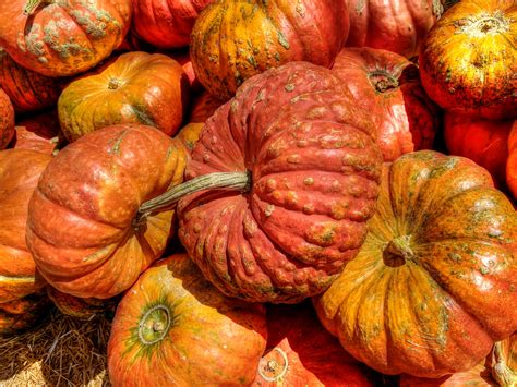 Pumpkins Free Stock Photo Public Domain Pictures