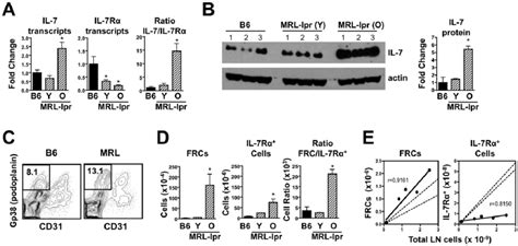 Increased IL 7 Production And Expansion Of Fibroblastic Reticular Cells