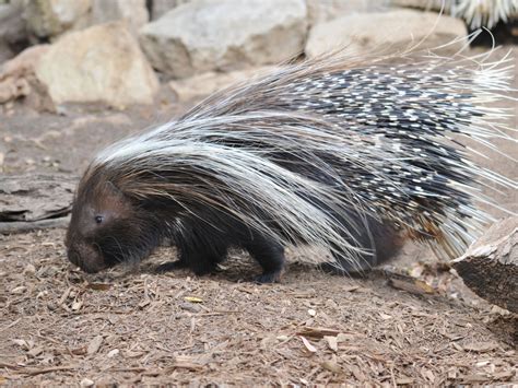 The Online Zoo - African Crested Porcupine