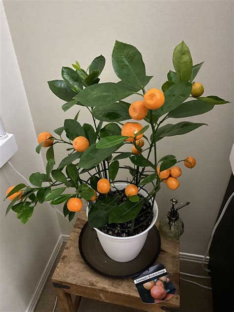 Indoor Orange Tree : r/urbanfarming