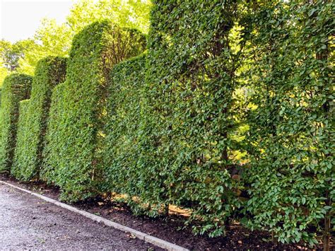 Pruning My Hornbeam Hedge - The Martha Stewart Blog