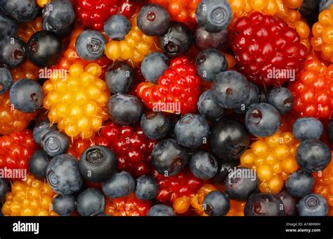 Alaskan Berry Hi Res Stock Photography And Images Alamy