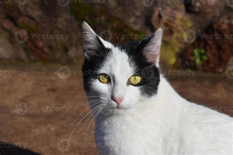 Gorgeous Tabby Cat With Sharp Eyes And A Sweet Face 13160792 Stock