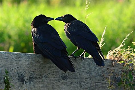 Do Crows Mate For Life Fun Crow Mating Facts Optics Mag