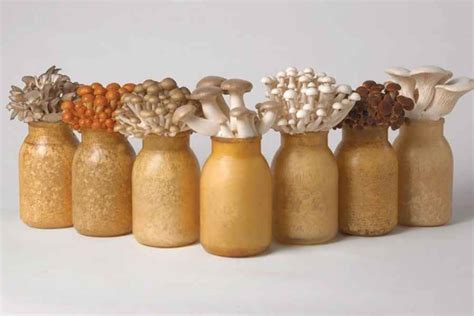 You Can Grow Mushrooms In Bottles