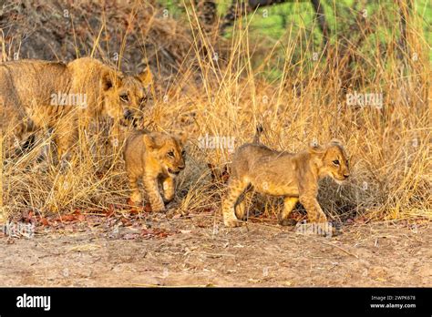 A Lioness Panthera Leo With Her Two Cubs Emerging From The Scrub In