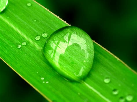 Free Images Nature Water Green Freshness Dew Background Wet