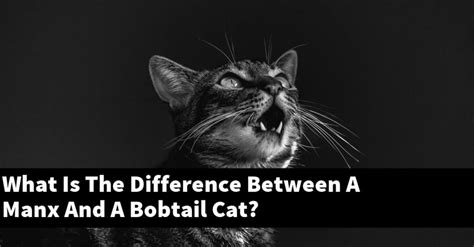 What Is The Difference Between A Manx And A Bobtail Cat Explained