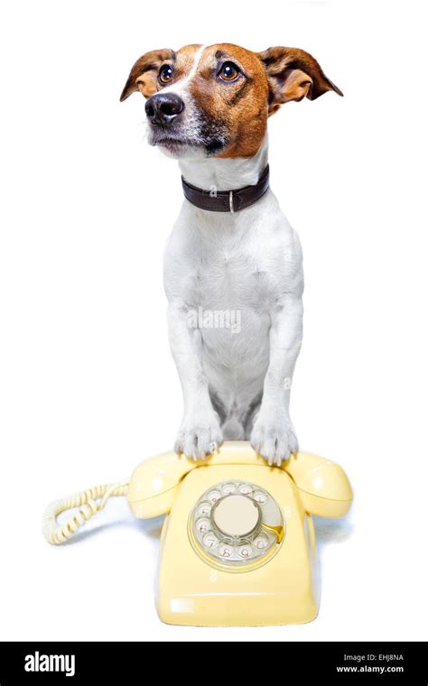 Dog Phone Call Stock Photo Alamy