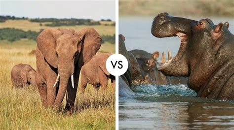 Elephant vs. Hippopotamus: Who would win on Land - Hypothetical Animal Battles