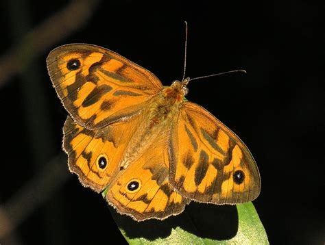 Common Brown Butterfly - The Australian Museum