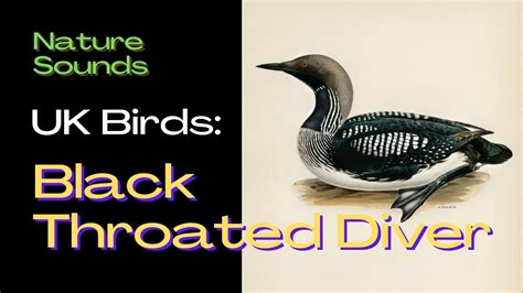 Uk Birds Gavia Arctica The Black Throated Diver Bird Song