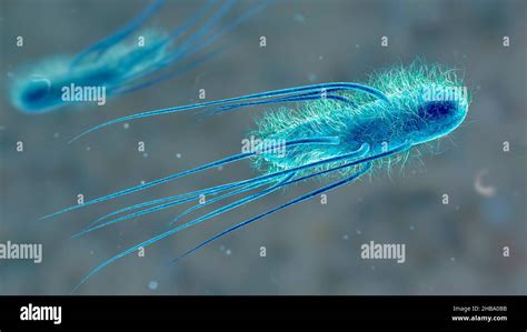 Escherichia coli cystitis Fotos und Bildmaterial in hoher Auflösung