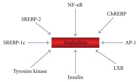 Enzymes, hormones and transcription factors involved in anabolism ...