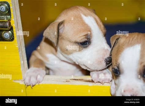 Cachorros De 3 Semanas Fotografías E Imágenes De Alta Resolución Alamy