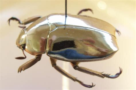 Study explains pure gold look of jewel scarab beetles - UPI.com