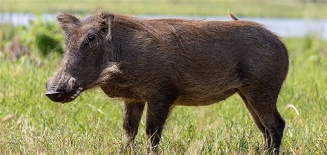 Warthog Spiritual Meaning, Symbolism and Totem | Explained (2024)