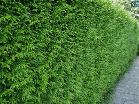 Thuja Martin Cm Als Haagplant Haagenzo Budel