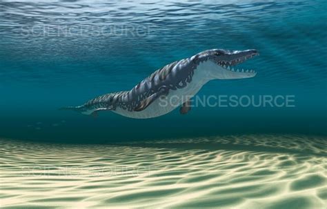 Dorudon Prehistoric Whale Ancestor Il Stock Image Science Source