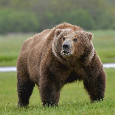 Kodiak Bear Showing Massive Shoulders And Forearms Rbears