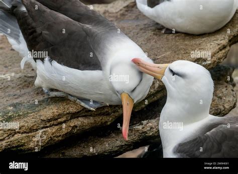 Black-browed Albatrosses (Thalassarche melanophrys) mutual preening ...