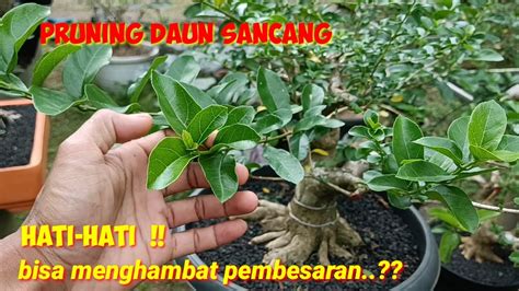 PRUNING BONSAI SANCANG YouTube