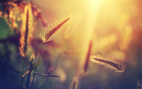 Bokeh Grass Macro Nature K Hd Wallpaper Rare Gallery