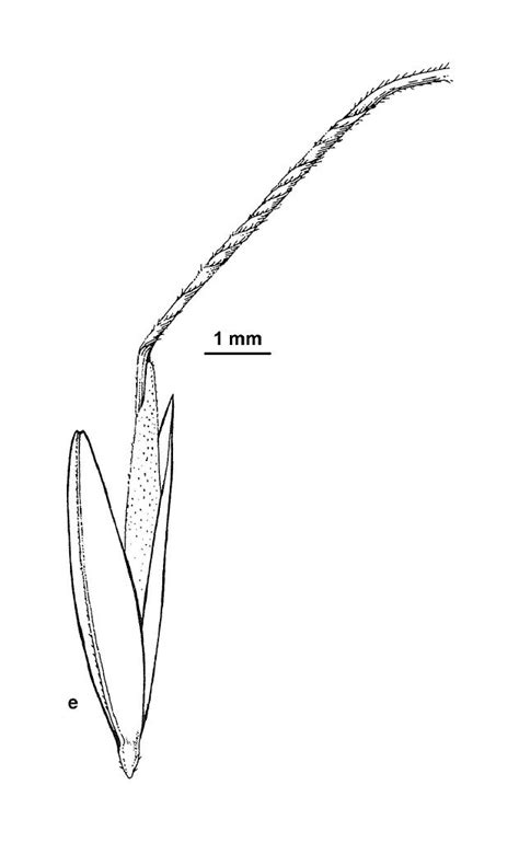 Vicflora Dichelachne Sieberiana