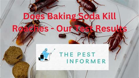 Does Baking Soda Kill Roaches Our Baking Soda Bait Mixture Recipe Youtube