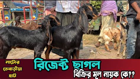 রিজেক্ট ছাগল বিক্রির মূল নায়ক কারা। নাটোর তেবাড়ীয়া হাটে ছাগলের দাম