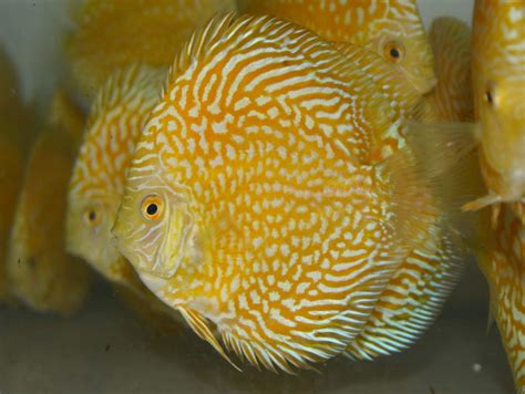 Discus Fish Mo Aquatics