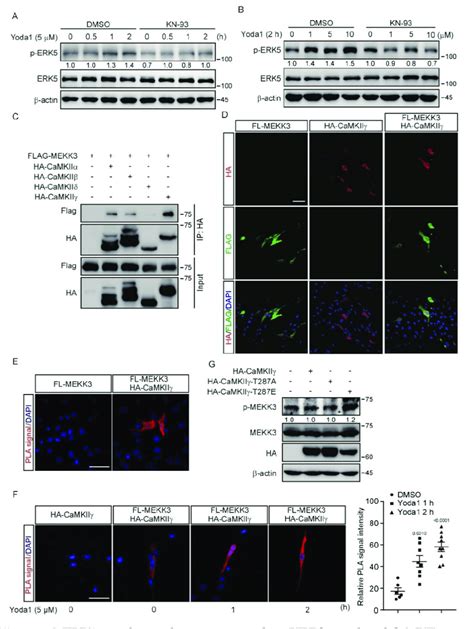 Mekk Signaling Pathway Is Activated Via Piezo Mediated Camkii