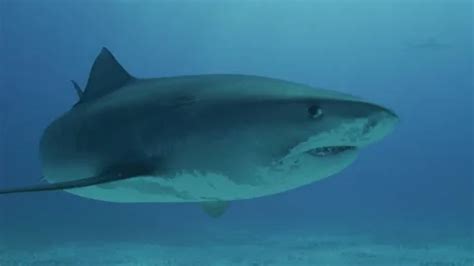 An Adult Tiger Shark Galeocerdo Cuvier Stock Video Pond5