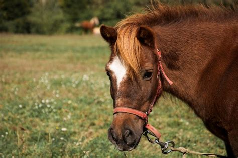 Um Cavalo Uma Mancha Branca No Rosto Foto Premium