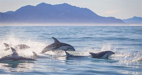 Kaikoura Dolphin Swim Tours Everything New Zealand