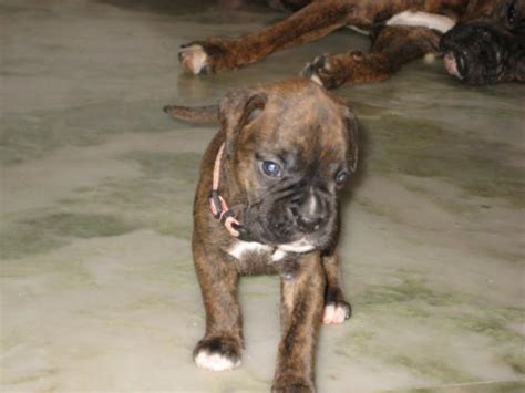 Cute Dogs: Brindle boxer puppies