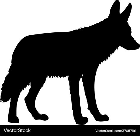 Coyote silhouette Royalty Free Vector Image - VectorStock