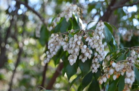 Viburnum X Rhytidophylloides Alleghany Gardening Plants Directory