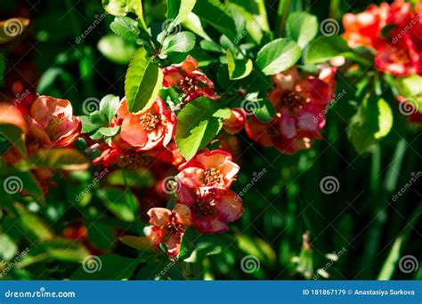 Flor De Membrillo En Primavera Flores Rosas En Un Arbusto Con Hojas